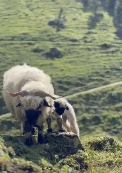Walliser Schwarznasenschaf-Familie zu verkaufen