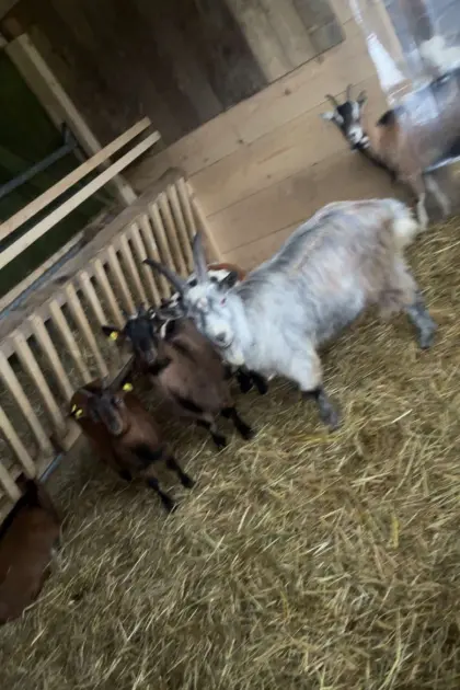 Blobe Bock, 2 Ziegen blobe