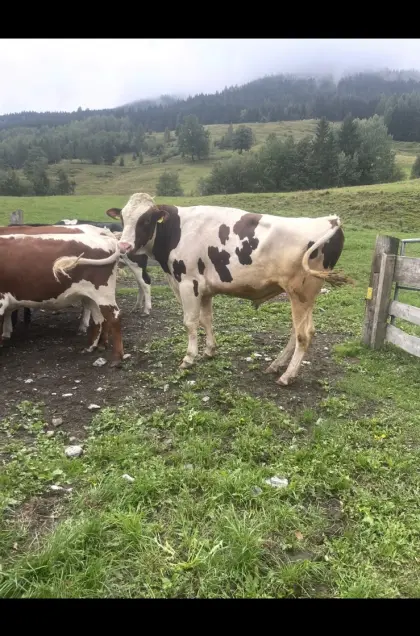 RF Stier zu verkaufen
