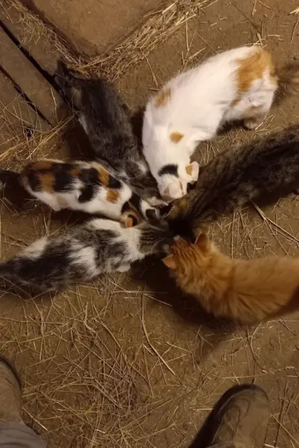 Katzenkinder