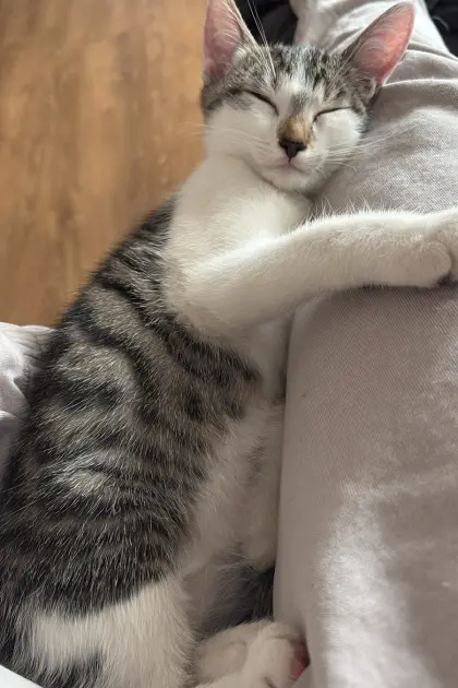 Katzenbabys