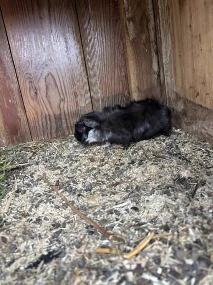 Meerschweinchen