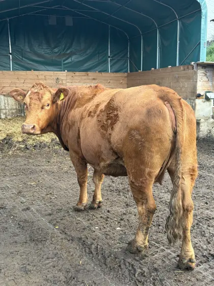 Mutterkuh