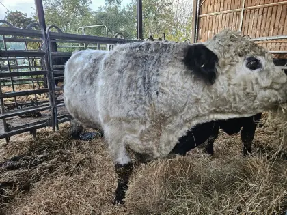 Leihstier weißer Galloway