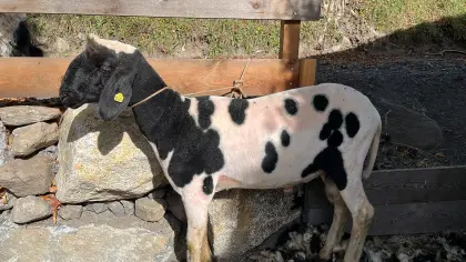 Tschechen-Widder