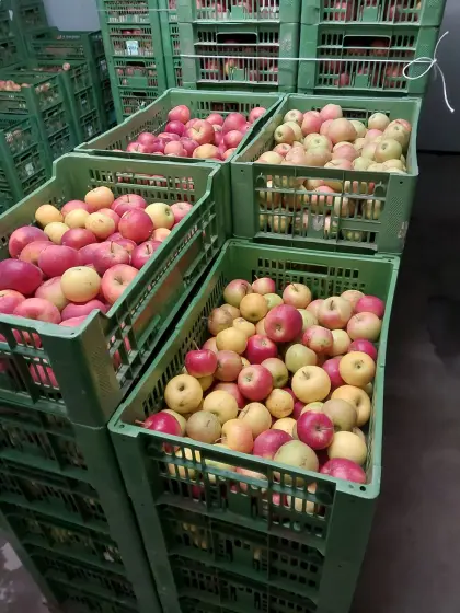 Bio-Pressobst