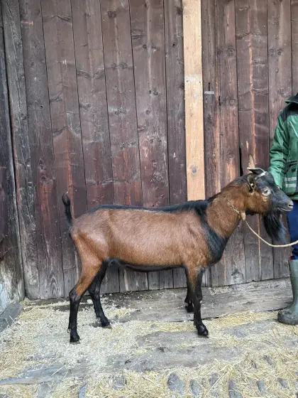 GGZ-Bock