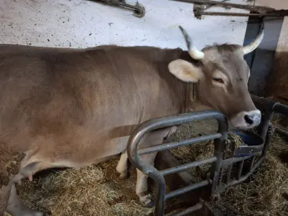 Original Braunviehkuh