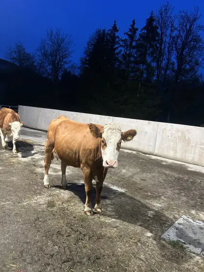 Bio FV Erstlingskuh