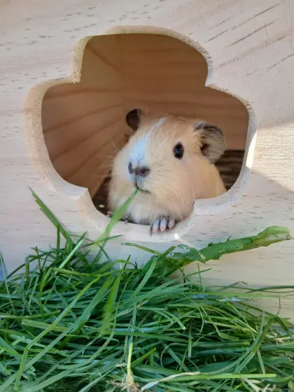 California-Meerschweinchen
