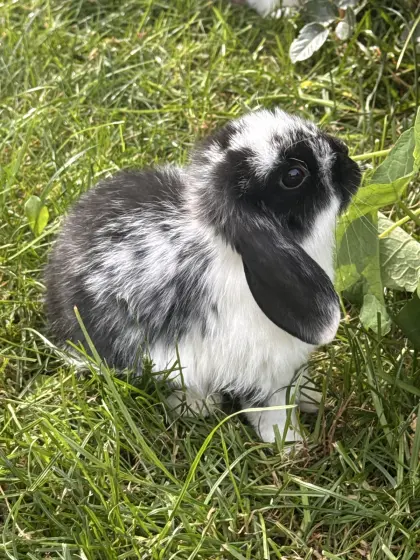 Mini Lop Rammler sucht noch sein Zuhause