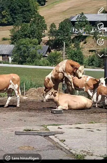Verkaufe Fleckvieh-Sprungstier