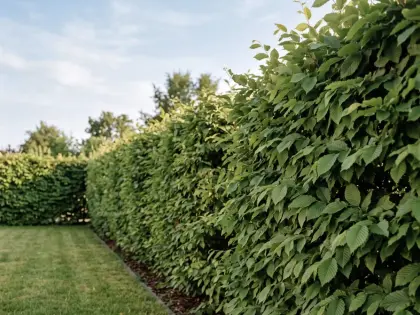 Hainbuche Hecke