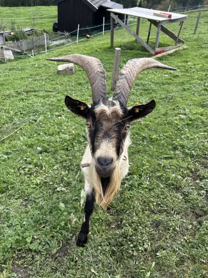 Pfauenziegenbock