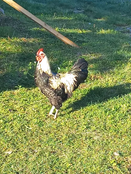 Schöne Hähne