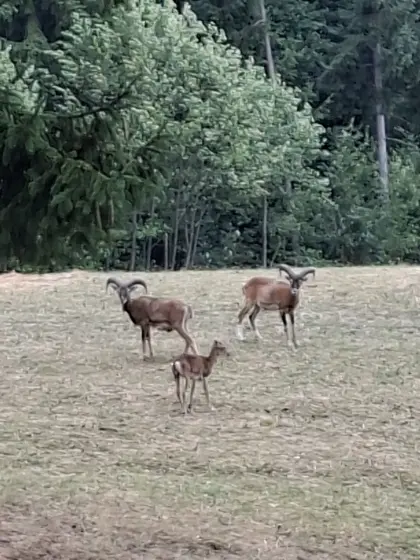 Muflon, Wildschaf Fleisch