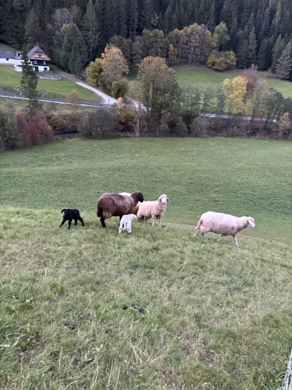 Schafherde