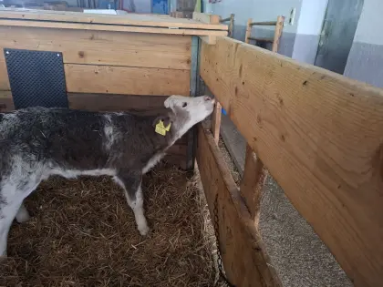 Belgier Kuhkalb