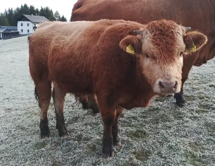 Sprungstier