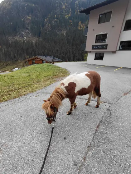 Sehr lieber Mini-Shetty-Hengst zu verkaufen