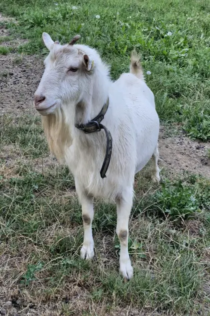 Ziegenbock