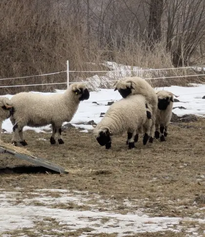 Walliser Schwarznasenschaf-Widder