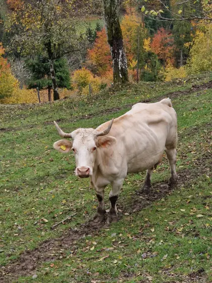Kärntner Blondvieh