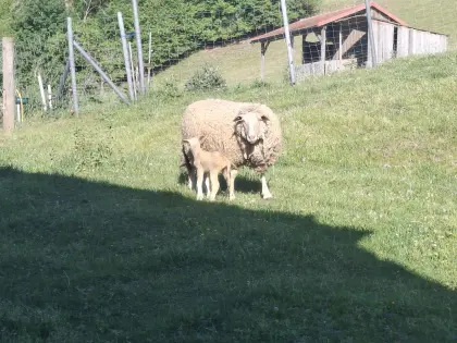 Merino-/Texel-Mix-Schafe