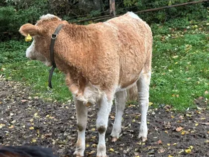 Trächtige Kalbin