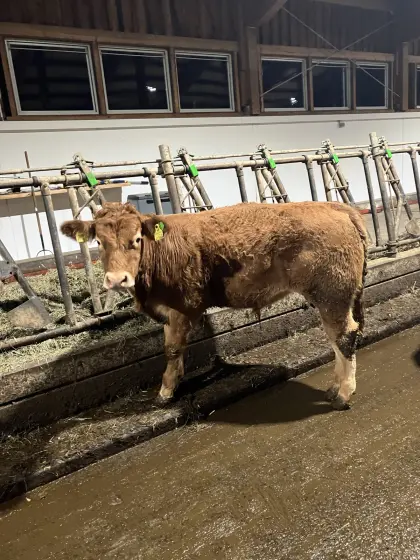 Stier