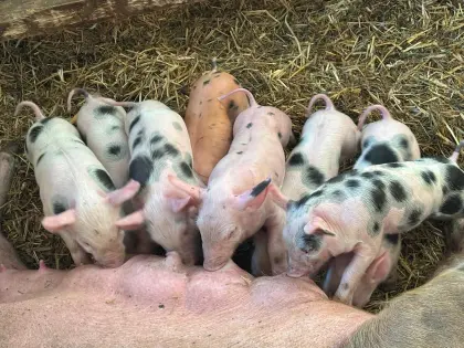 Bio-Mastferkel
