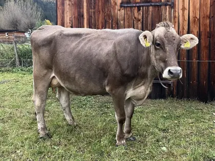 Trächtige Brown Swiss Kuh