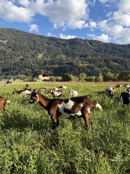 HB Tauernschecken-Ziege zu verkaufen
