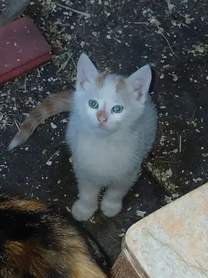 Katzenkinder