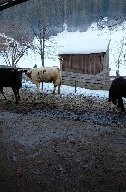 Schwarze Holstein-Kuh zu verkaufen!