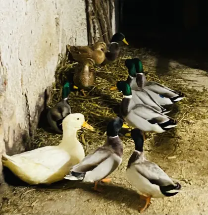 Soziale Entenherde