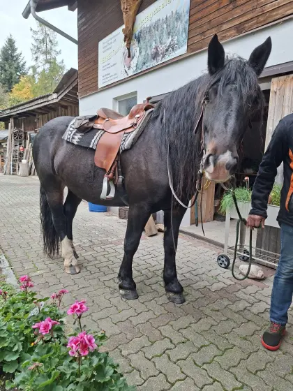 Top Norikerstute