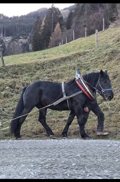 Noriker Rappstute Madam 7,77 Pkt. 4-jahrig