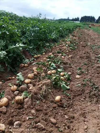 Futterkartoffeln