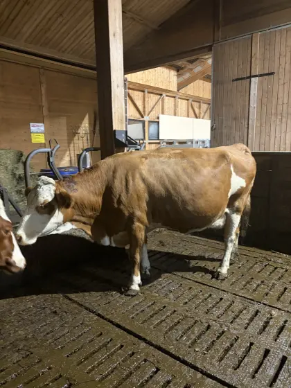 Bio FV Mutterkuh
