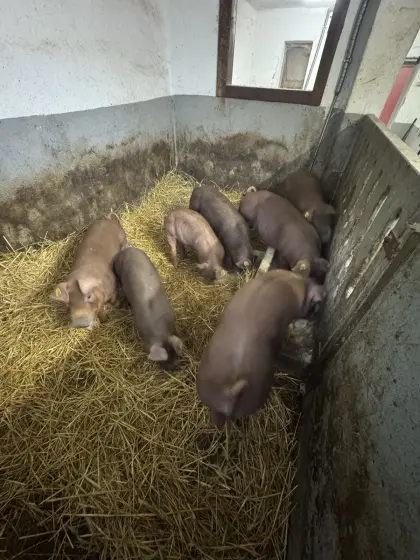 Schweine