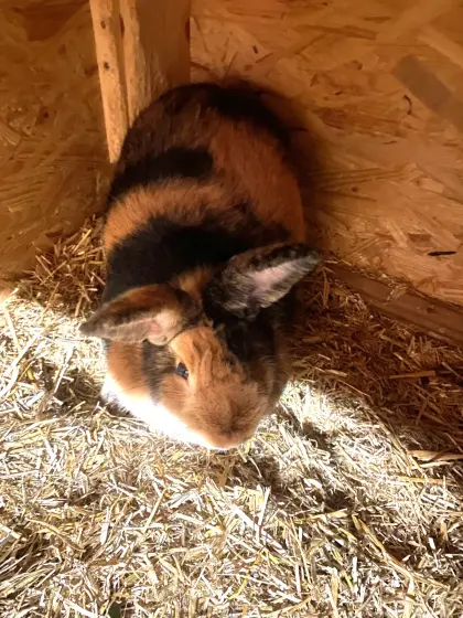 Kaninchen-Weibchen zu verkaufen