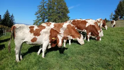 Bio-Kalbinnen