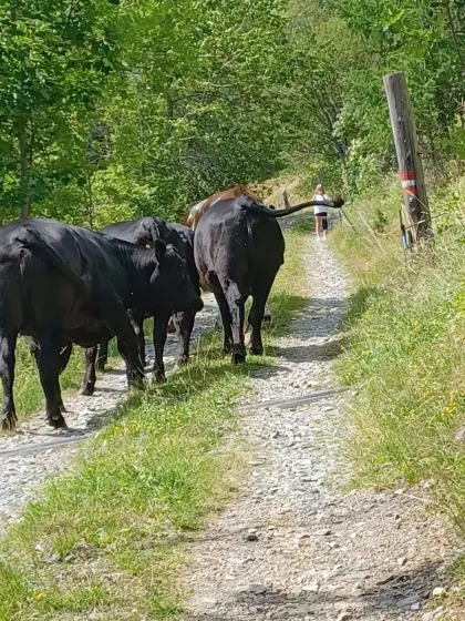 Angus zu verkaufen