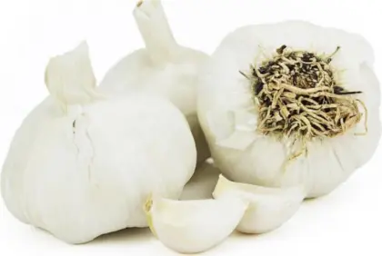 Suche Pflanzknoblauch