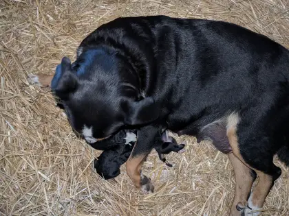 Appenzeller Berner Sennenhund Mix Welpen