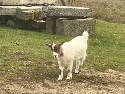 Zwergziegen-Mädchen