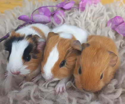 Meerschweinchen