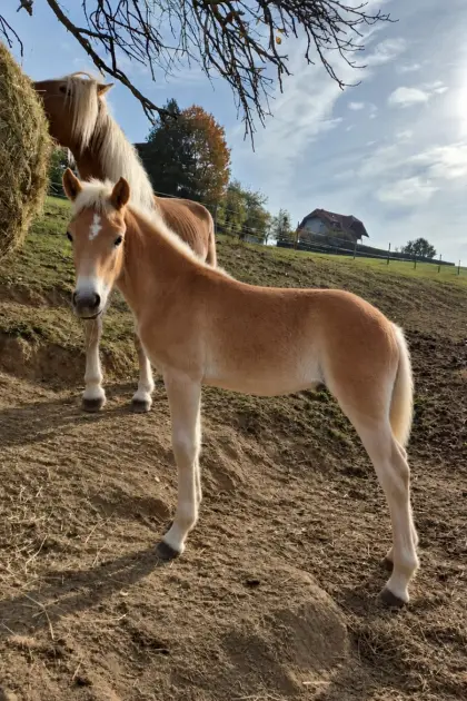 Haflinger-Stutfohlen Casandra