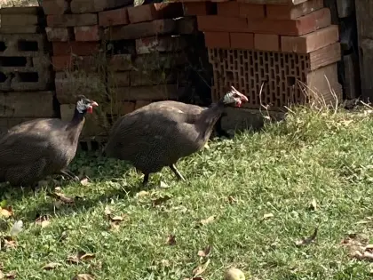 2 Perlhennen